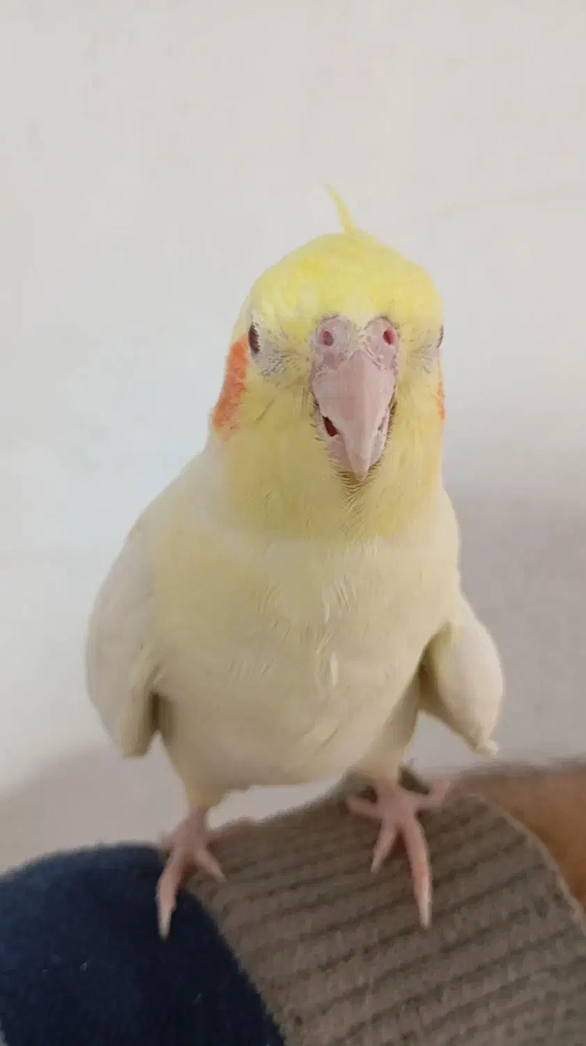 مرغ عروس دستی|پرنده|آران و بیدگل, |دیوار