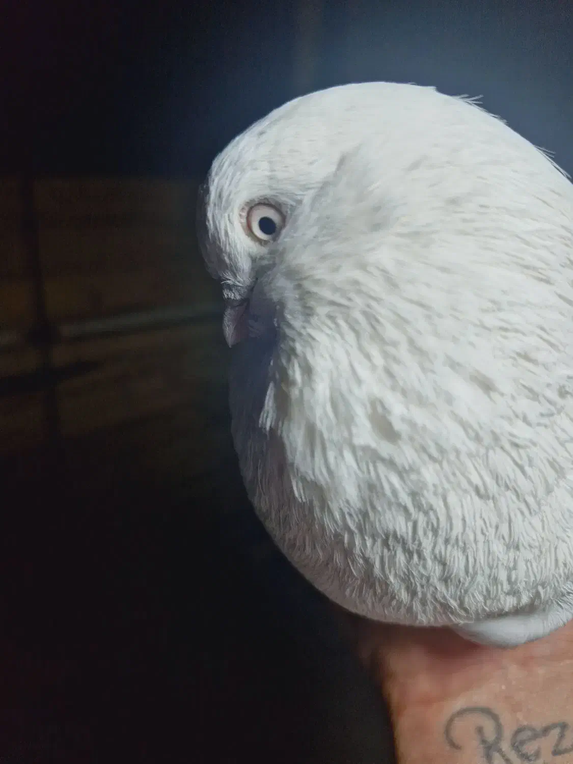 تهرونی چشم سفید|پرنده|فارسان, |دیوار