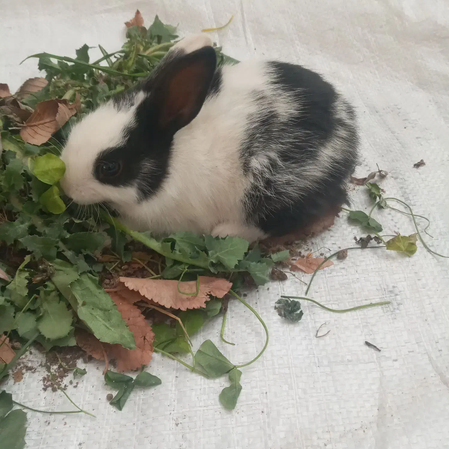 بچه‌خرگوش‌|موش و خرگوش|مشهد, کلاته برفی|دیوار