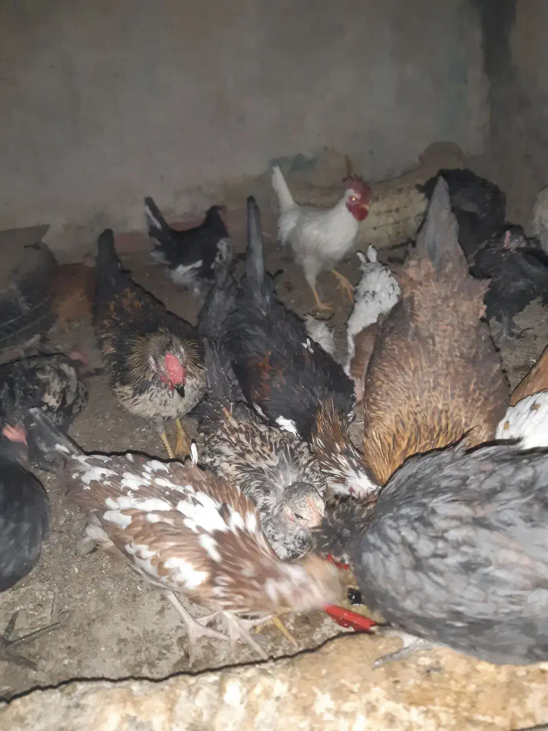 مرغ خروس|حیوانات مزرعه|کرمان, |دیوار