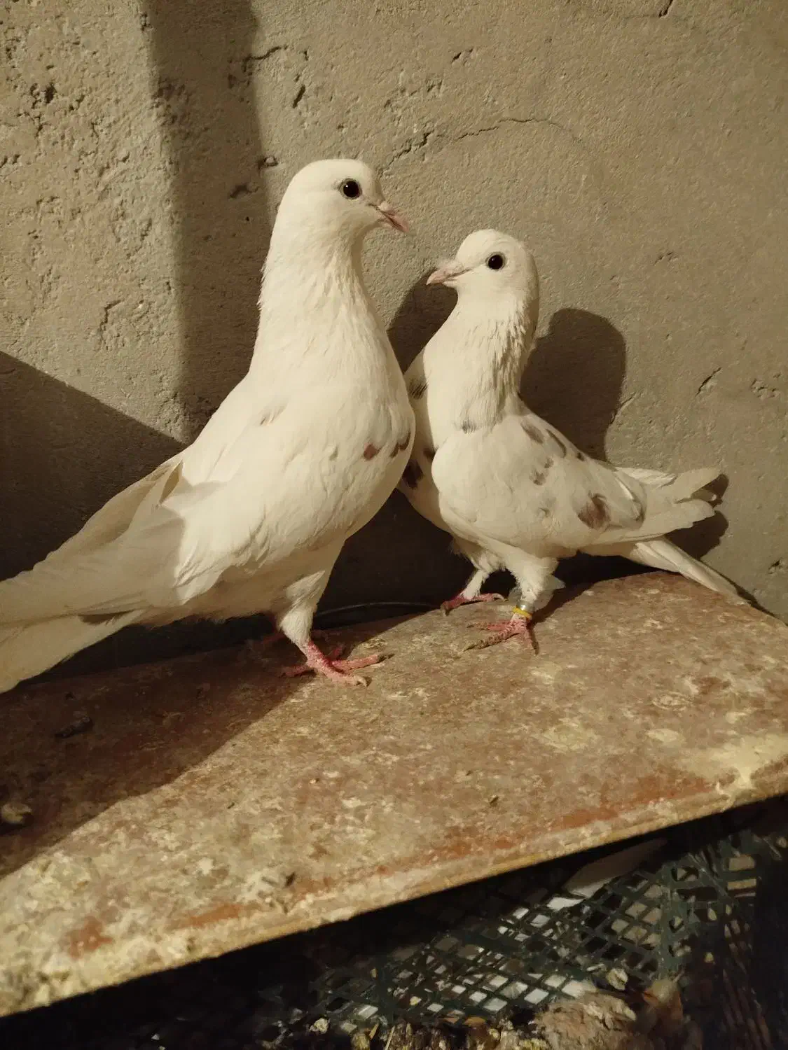 کبوتر|پرنده|مشگین شهر, |دیوار