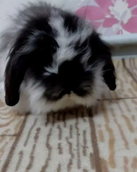 لوپ ماده خرگوش|موش و خرگوش|مشهد, تربیت (صدف)|دیوار