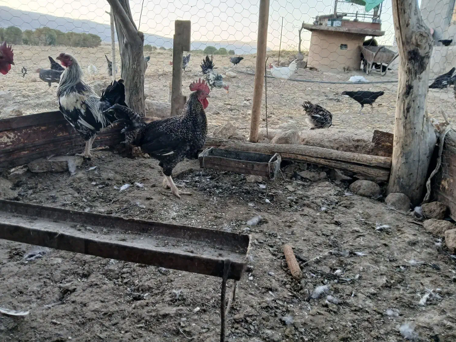 خروس|حیوانات مزرعه|گوآور, |دیوار