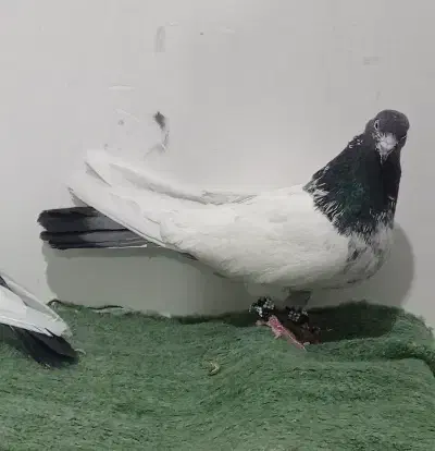 کبوتر|پرنده|درگزین, |دیوار