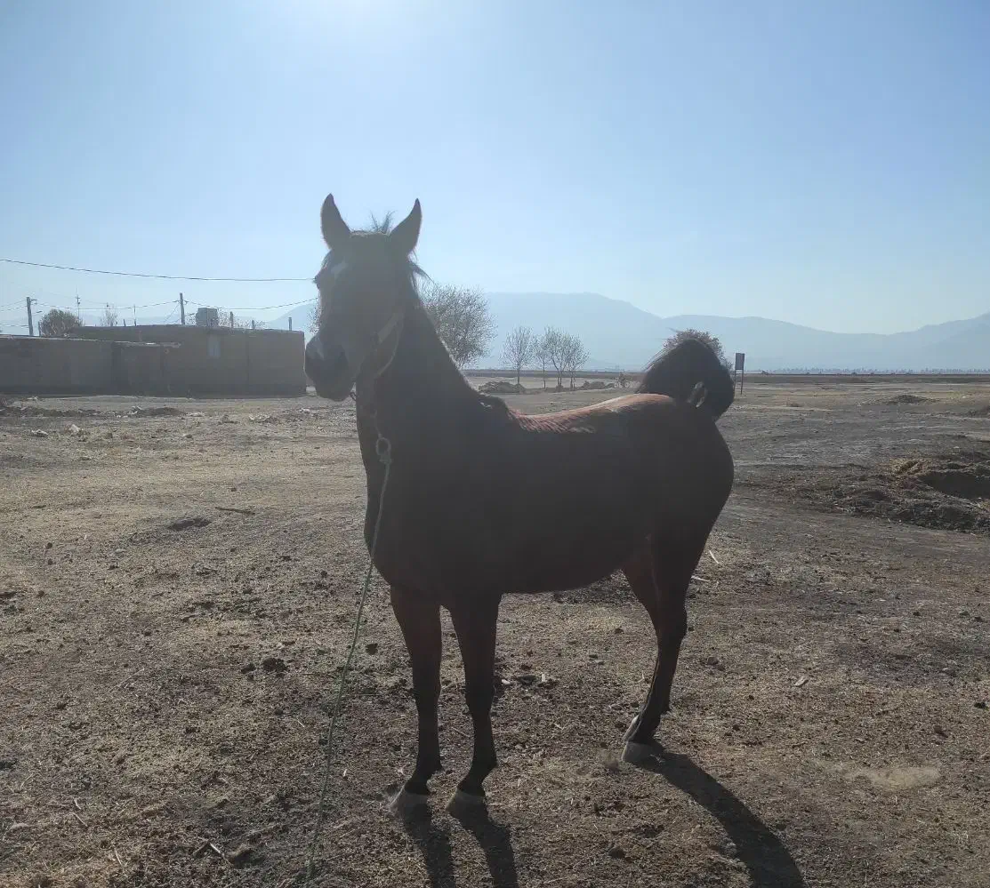 فروش‌مادیان|اسب و تجهیزات اسب‌سواری|صحنه, |دیوار