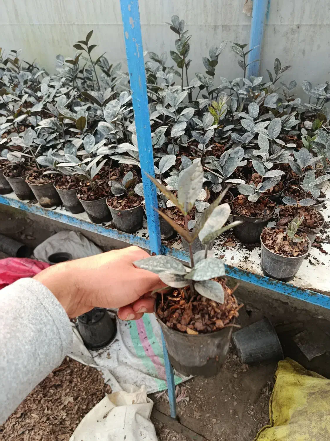 فروشی زامفولیا|گل و گیاه طبیعی|گتاب, |دیوار