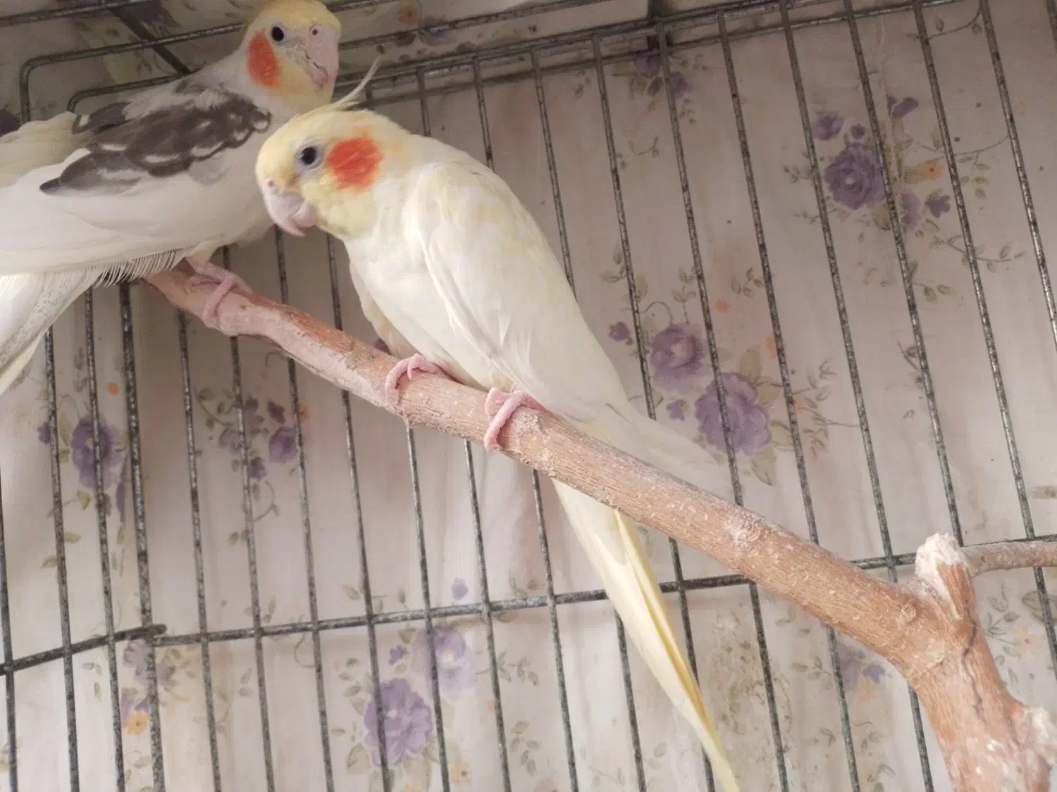 تعدادی عروس هلندی|پرنده|رشت, کوی غلام نیا|دیوار