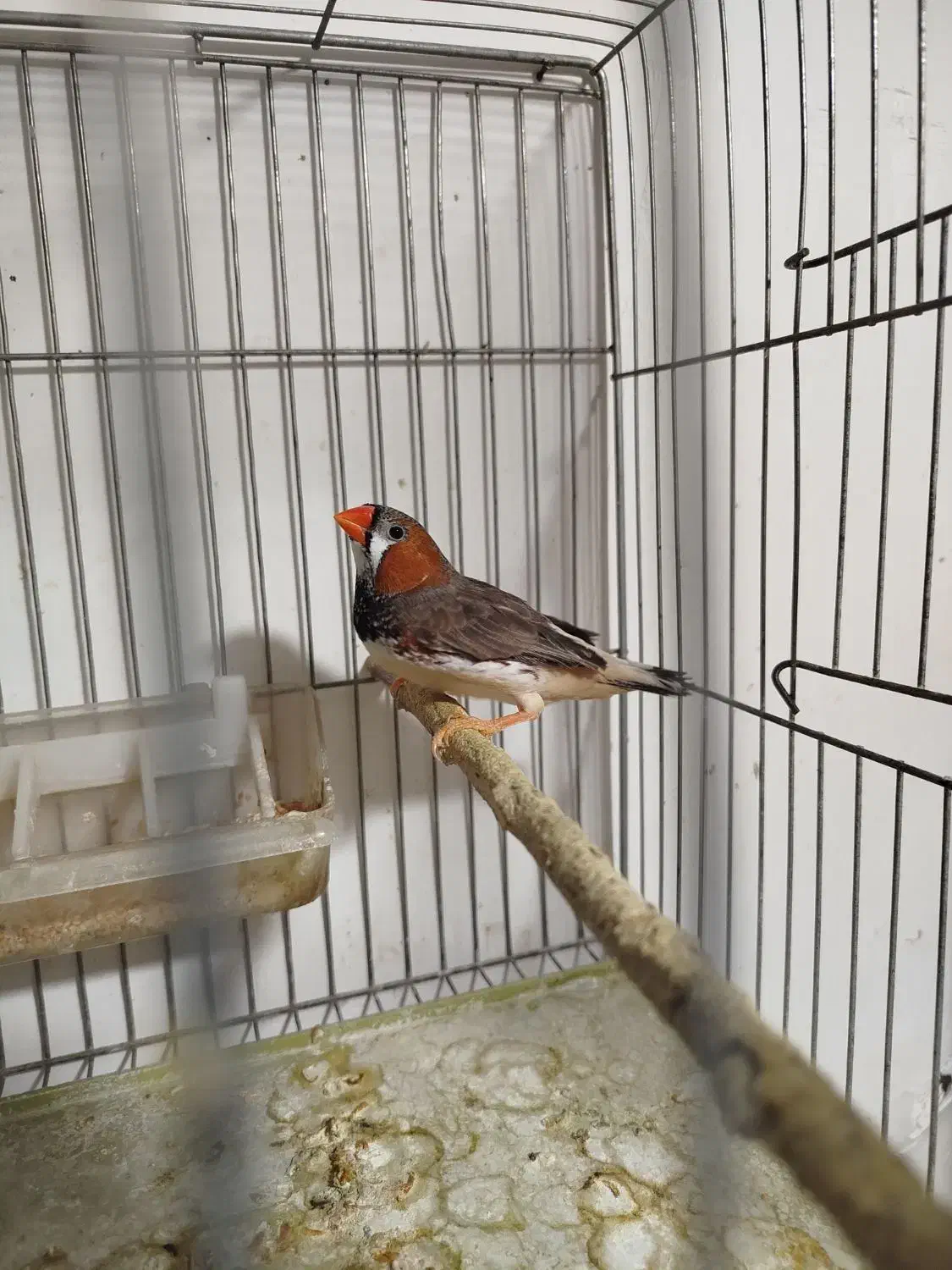 سه جفت فنچ کینگ سایز و یک نر|پرنده|رباط‌کریم, رباط‌کریم|دیوار