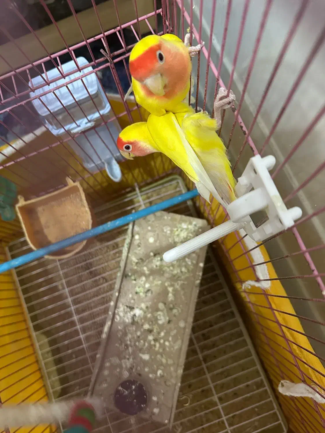 کوتوله برزیلی هلویی|پرنده|خمینیشهر, |دیوار