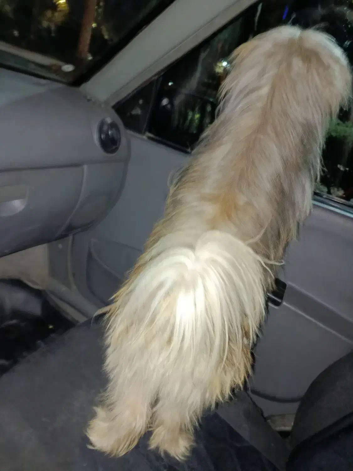 شیتزو سگ خانگی|سگ|ماهدشت, |دیوار