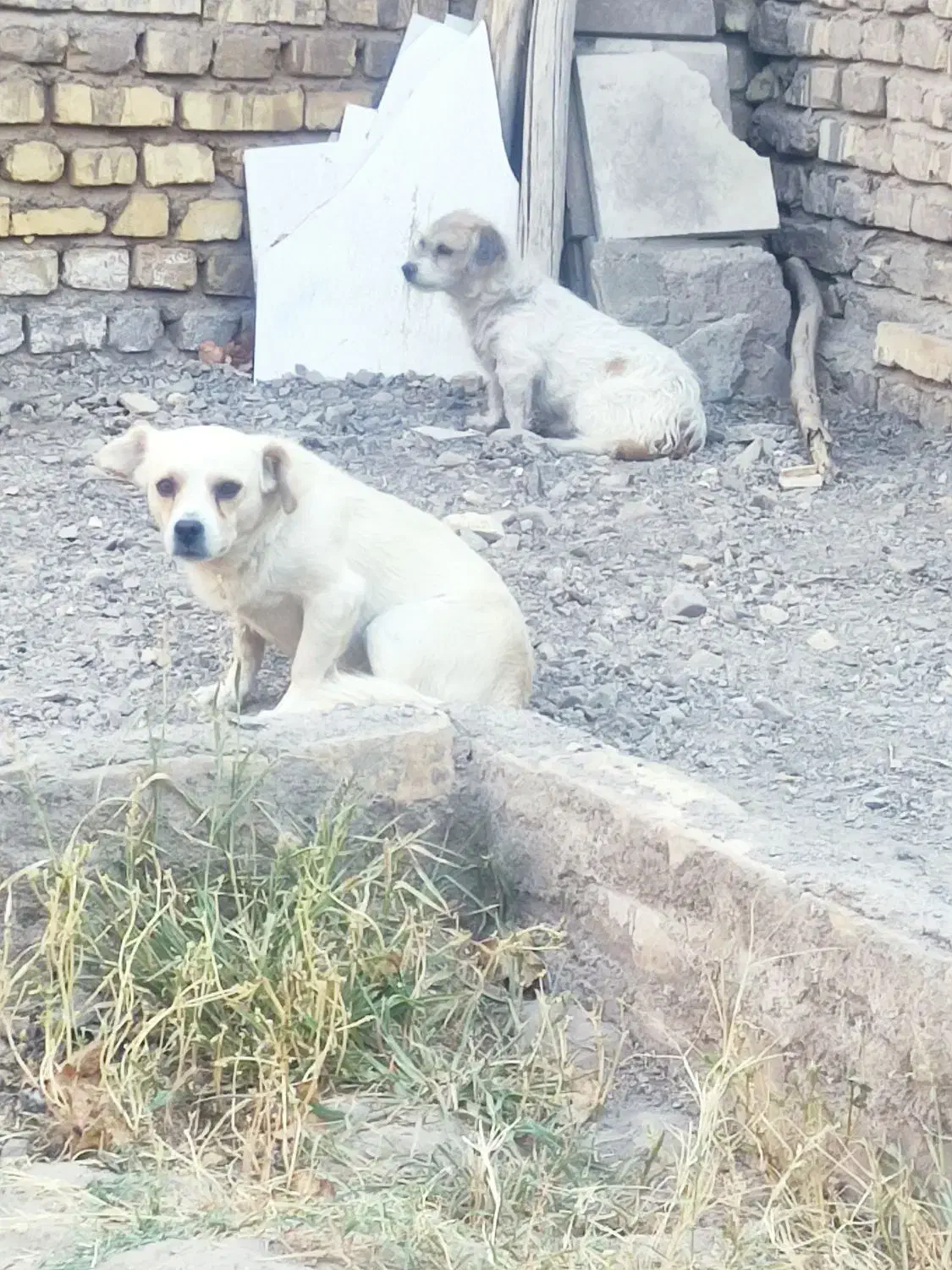 سگ پاکوتاه|سگ|رفسنجان, |دیوار