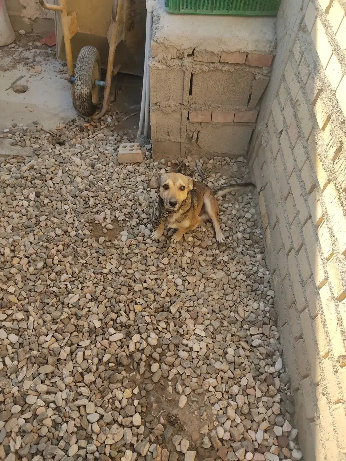 سگ بازیگوش زرنگ نر دوساله|سگ|گنبد کاووس, |دیوار