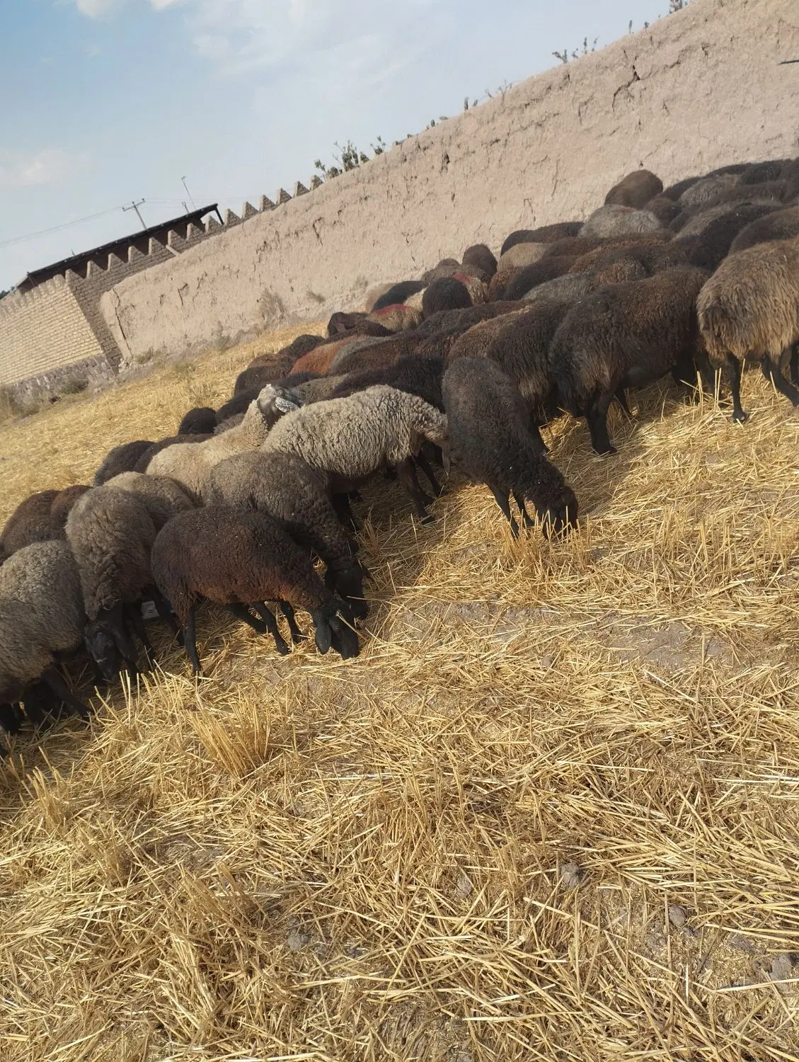 میش|حیوانات مزرعه|چناران, |دیوار