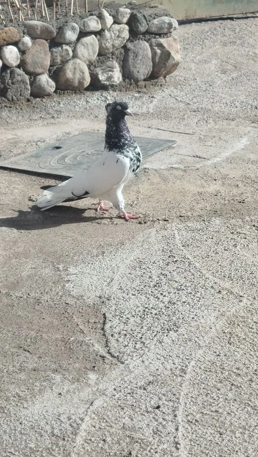 کله سیاه|حیوانات|نیشابور, مازول|دیوار