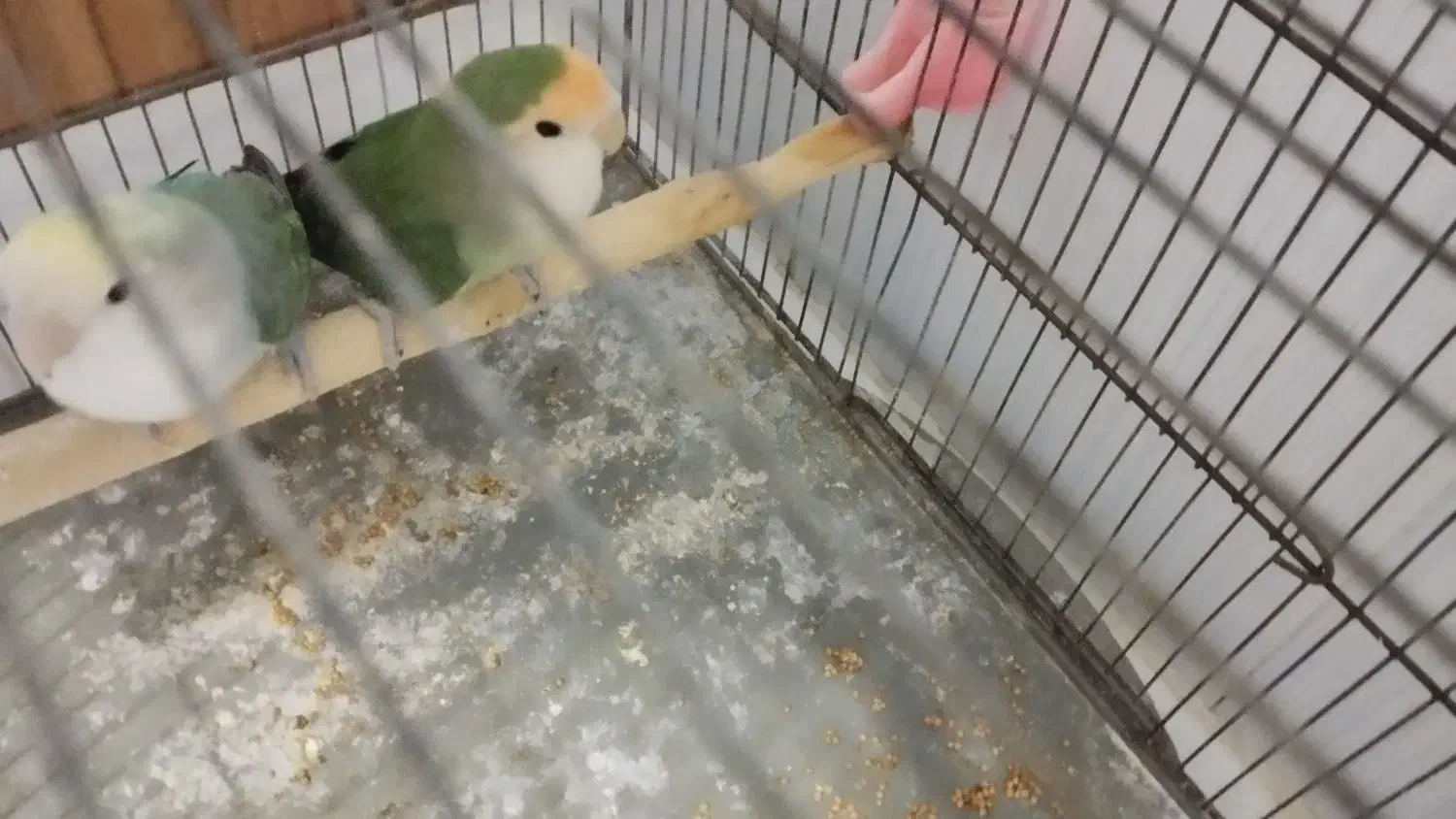 طوطی برزیلی|پرنده|مشگین شهر, |دیوار