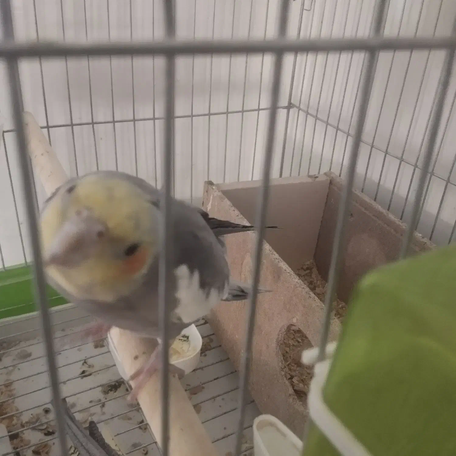 عروس هلندی نر و ماده|پرنده|ملایر, |دیوار