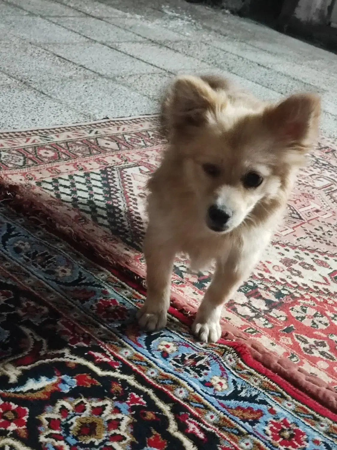 توله سگ|سگ|مرودشت, محمد آباد|دیوار