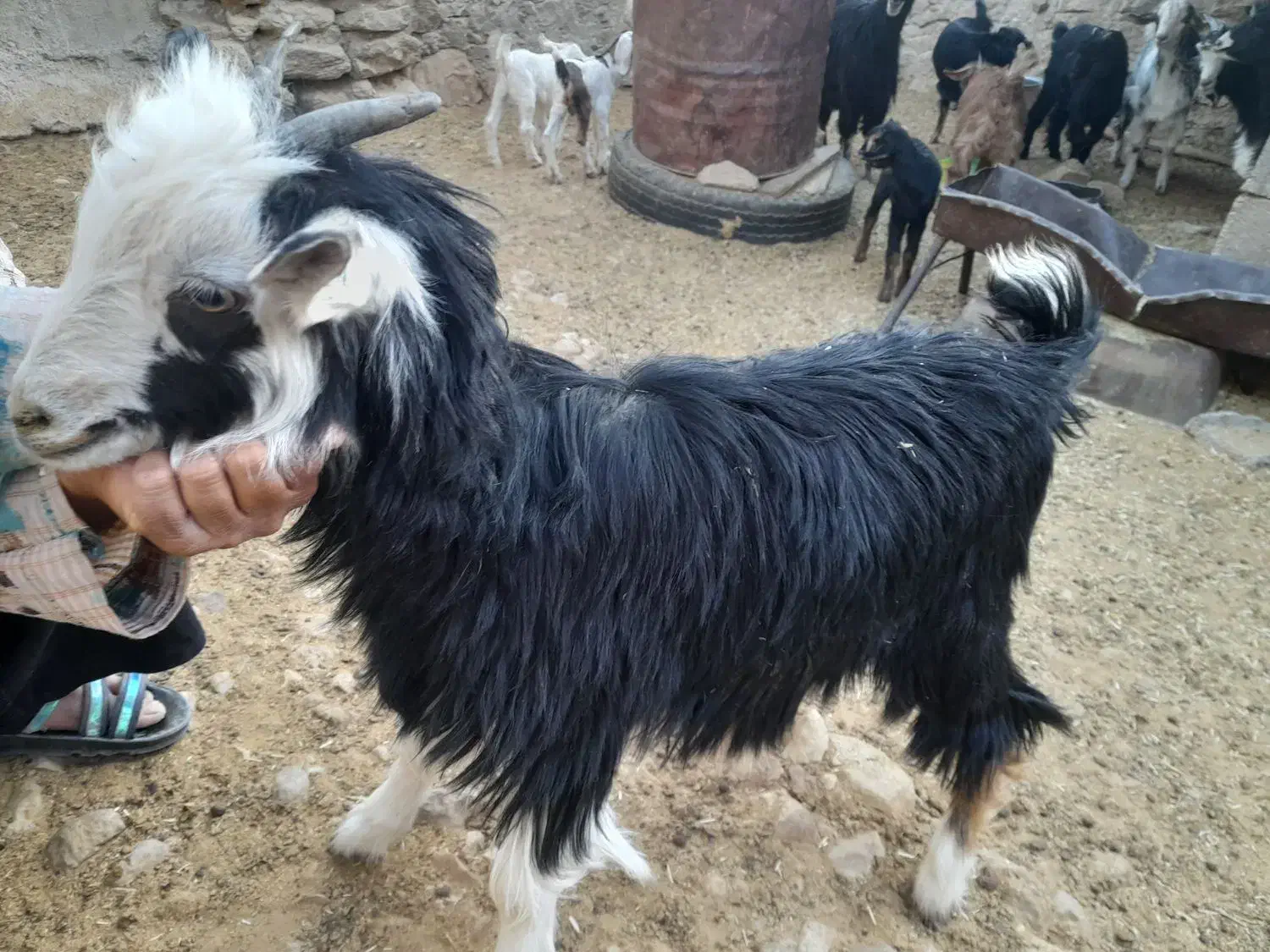 کهره ماده|حیوانات مزرعه|جهرم, |دیوار