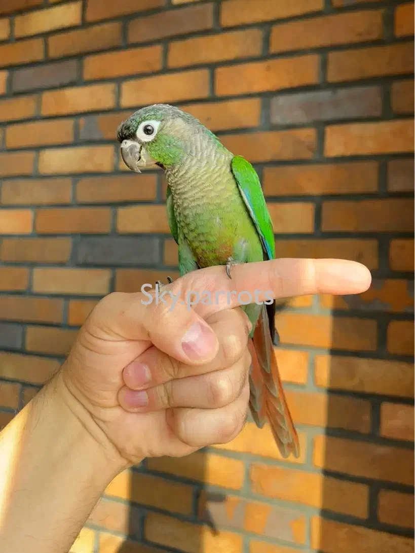 گرینچیک نرمال اسپلیت|پرنده|تهران, سعادتآباد|دیوار