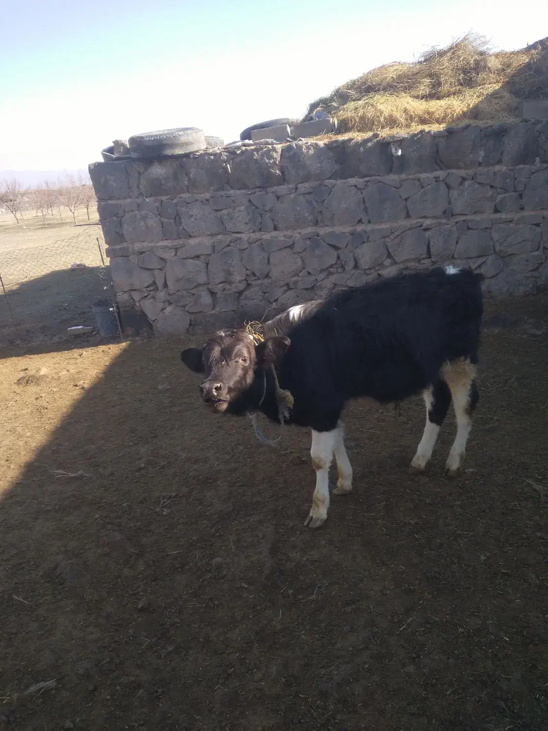 گوساله|حیوانات مزرعه|پلدشت, |دیوار