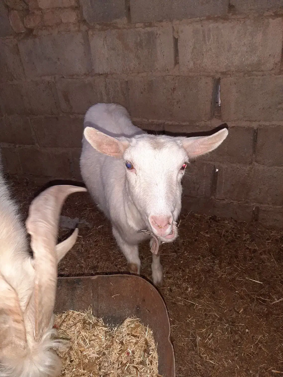 بز سانن|حیوانات مزرعه|درمیان, |دیوار