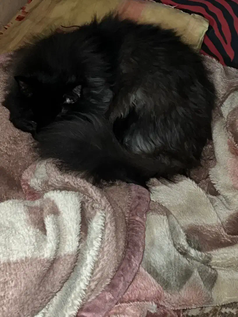 فروش گربه مینکون+ پرشین|گربه|کرمان, |دیوار