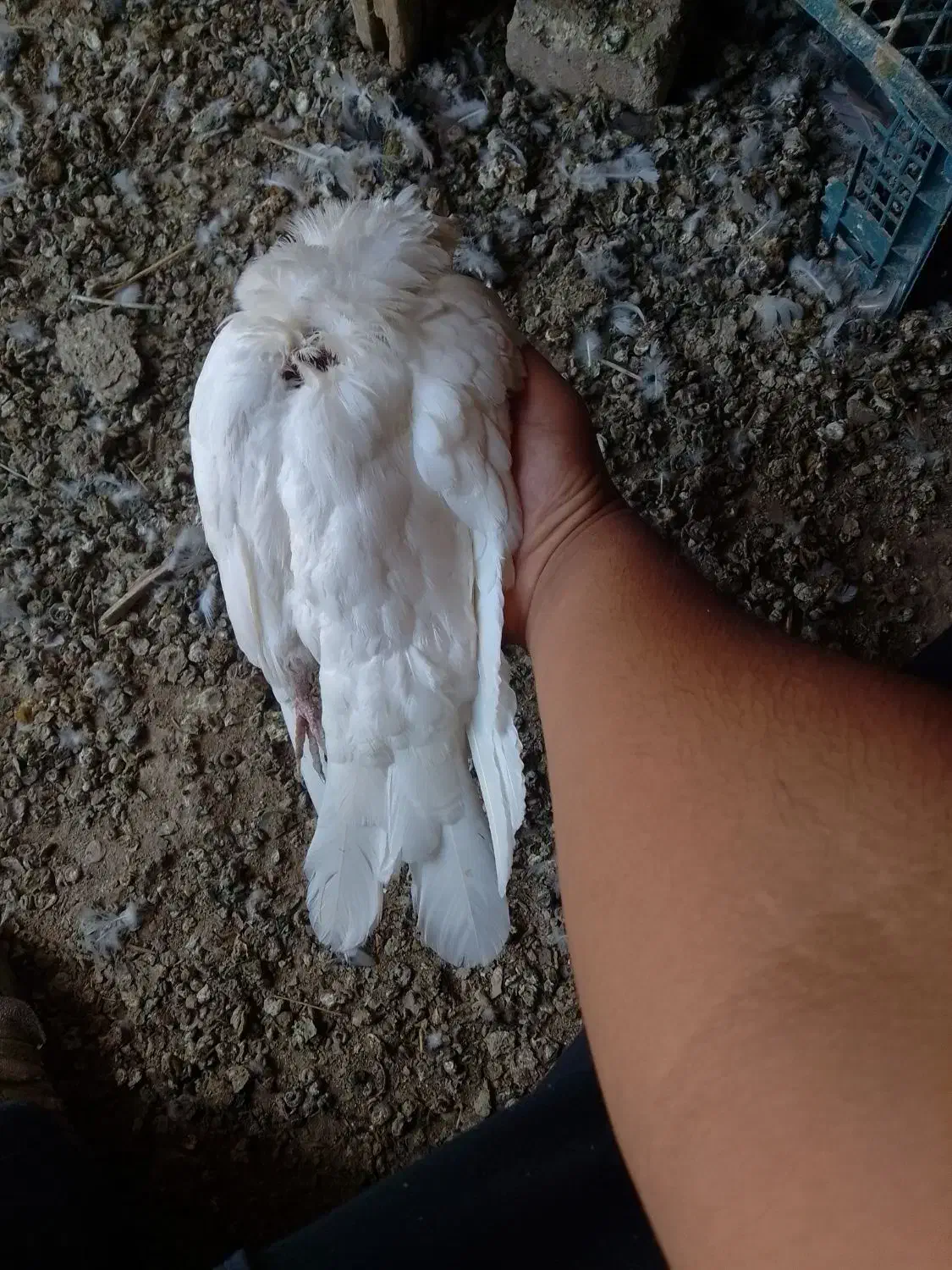 کبوتر|پرنده|کبودرآهنگ, |دیوار