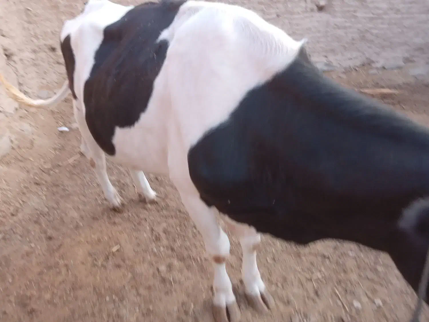 فروش گاو آمریکایی معاوضه با موتور شکاری|حیوانات مزرعه|مهرستان, |دیوار