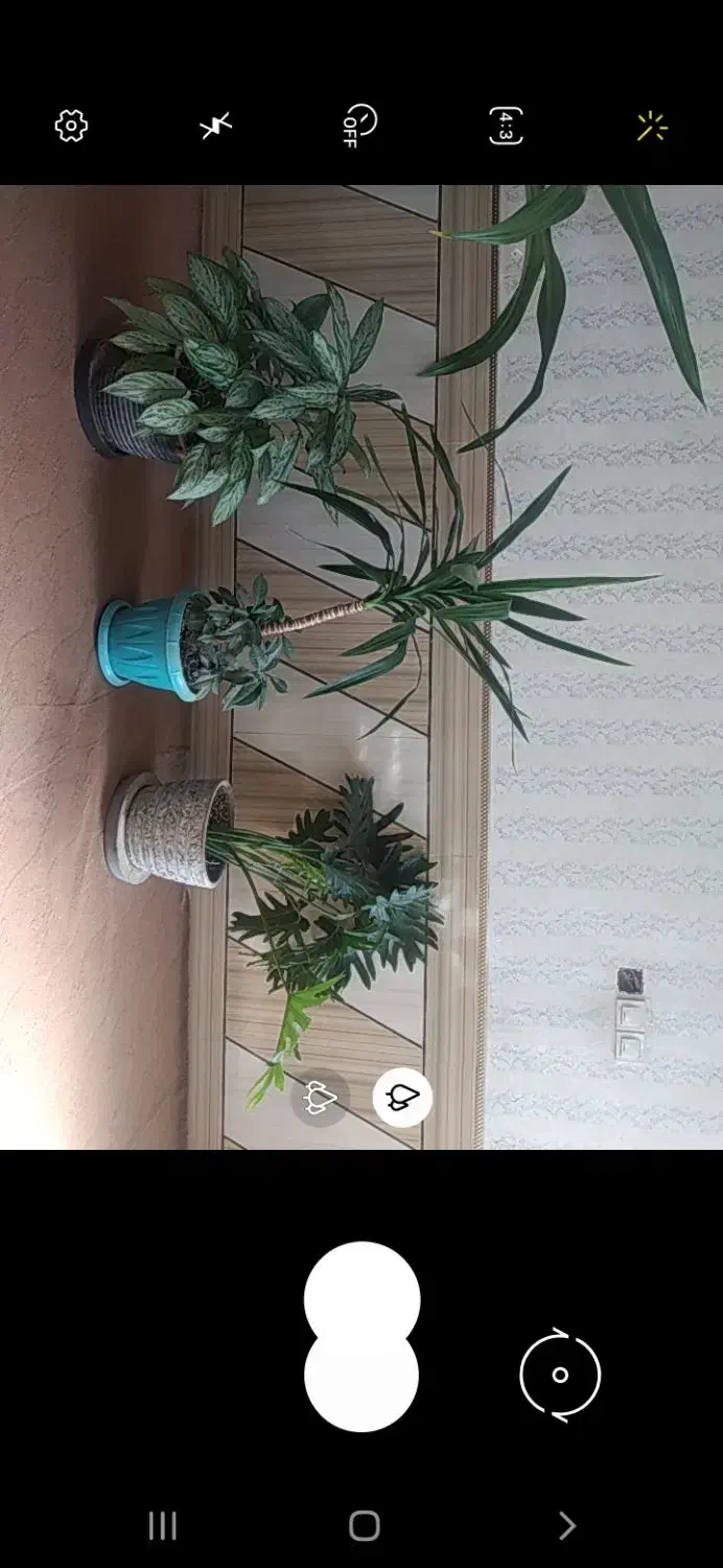 گل وگلدان|گل و گیاه طبیعی|مرودشت, علیآباد|دیوار