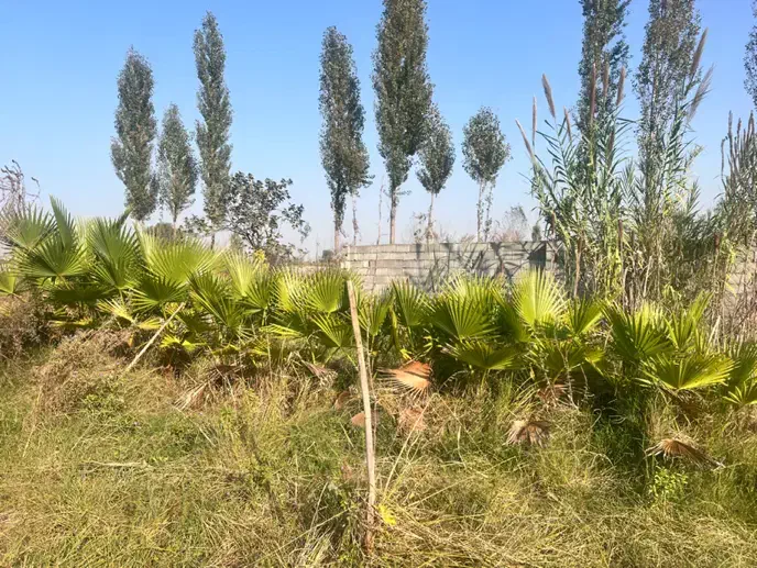 فروش پالم با قیمت عالی|گل و گیاه طبیعی|آمل, |دیوار