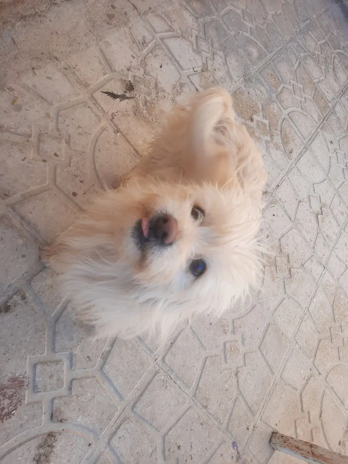 سگ شیتزو|سگ|فیروزآباد (فارس), |دیوار