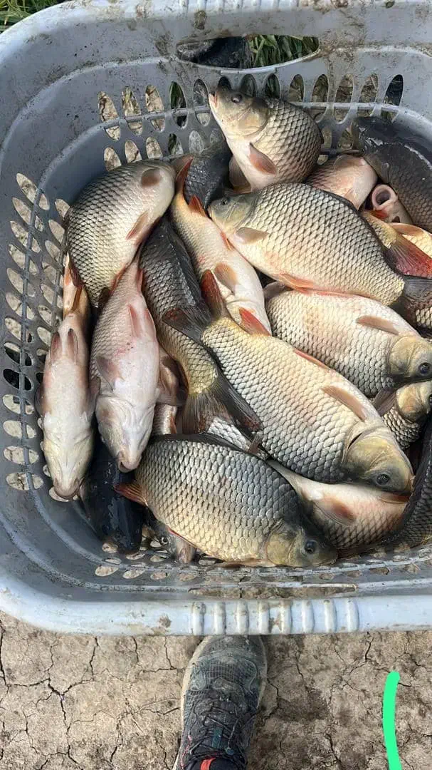 اسپلش،بچه ماهی،خوراک ،کپور|ماهی|شادگان, |دیوار