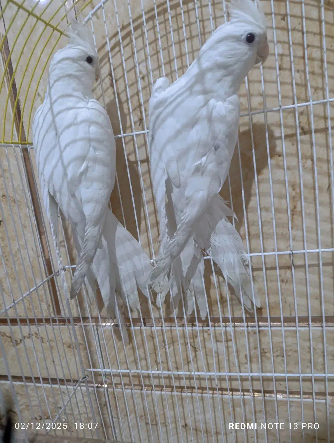 عروس هلندی البینو|پرنده|شادگان, |دیوار