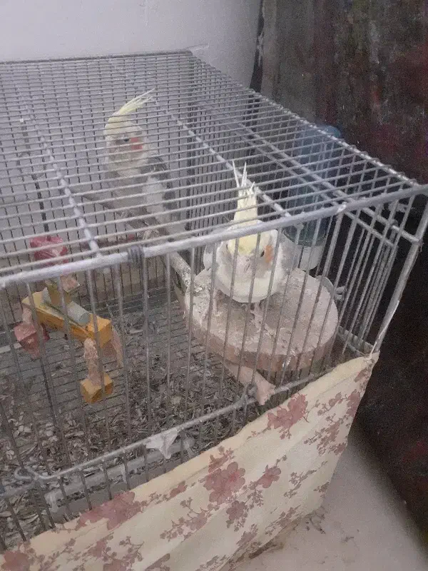 عروس هلندی|پرنده|برخوار, |دیوار