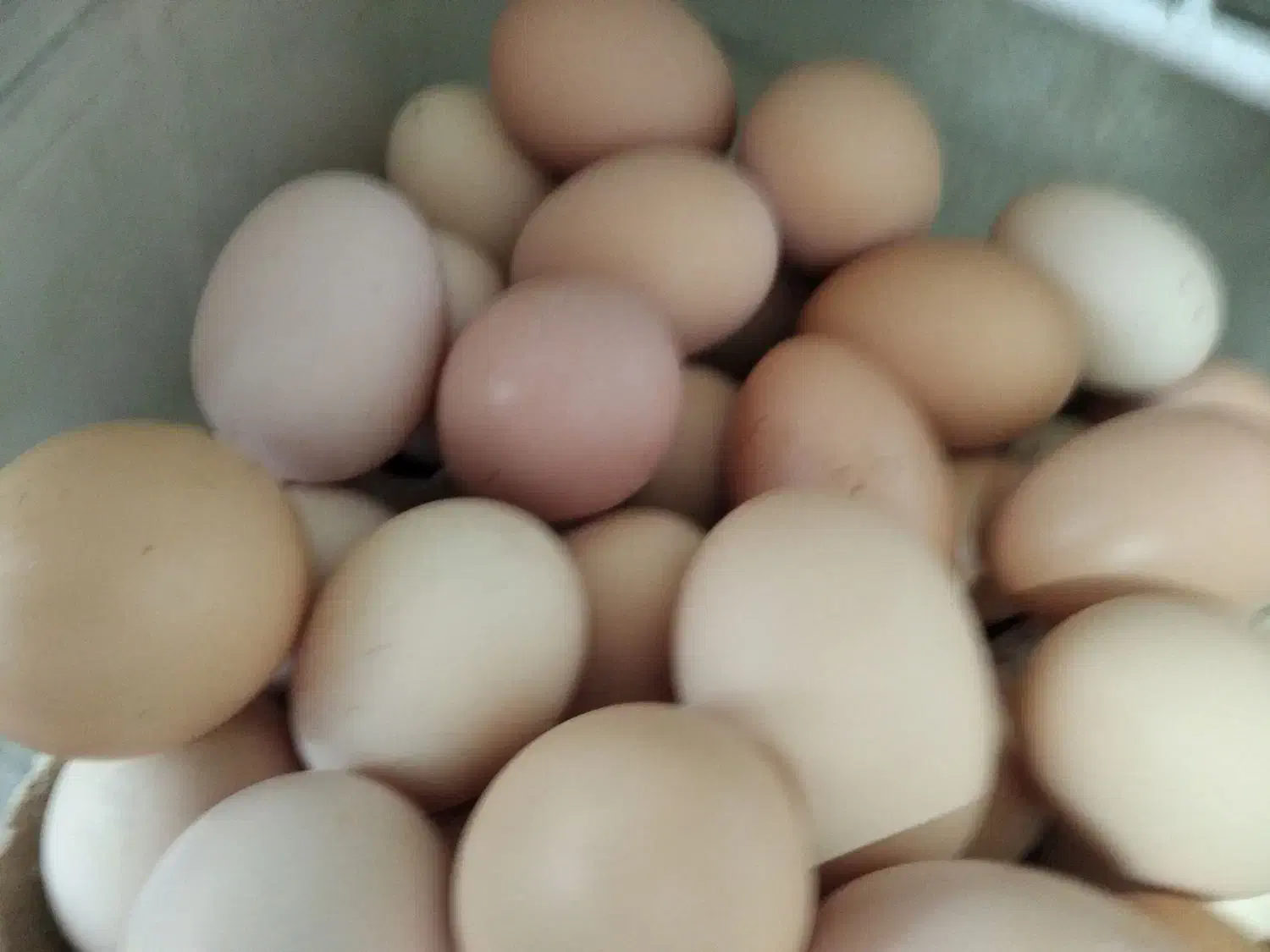 تخم مرغ رسمی واورگانیک نطفه دار هم هستند|خوردنی و آشامیدنی|قم, چهل درخت|دیوار