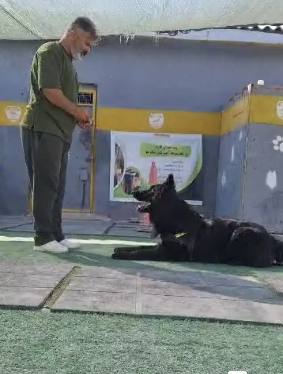 مربی سگ آموزش سگ|سگ|شیراز, میانرود|دیوار