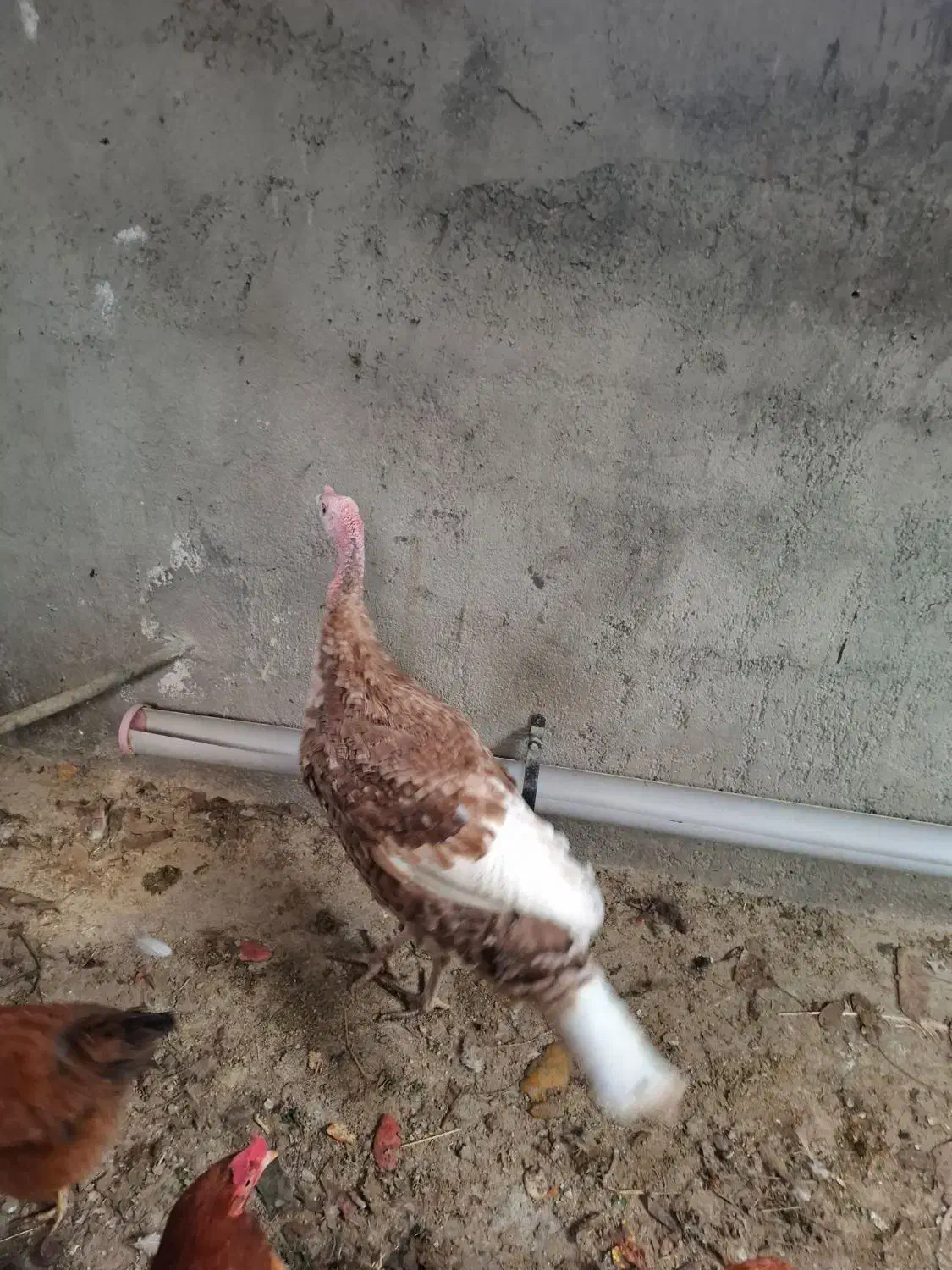 بوقلمون|حیوانات مزرعه|سنندج, |دیوار