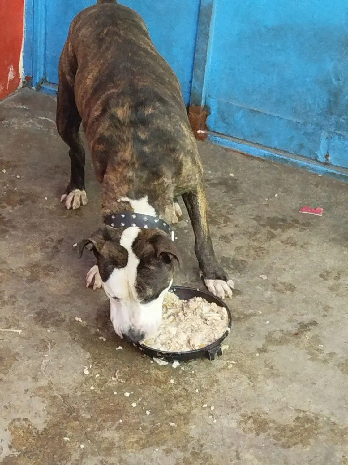 سگ پیتبول نر ۷ماهه|سگ|رشت, رودباری|دیوار