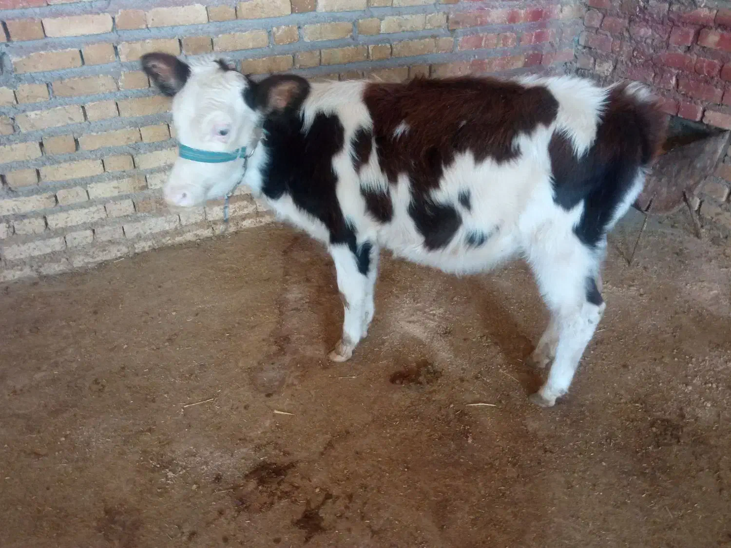 گوساله ماده سیمینتال و هلشتاین|حیوانات مزرعه|ایلام, |دیوار