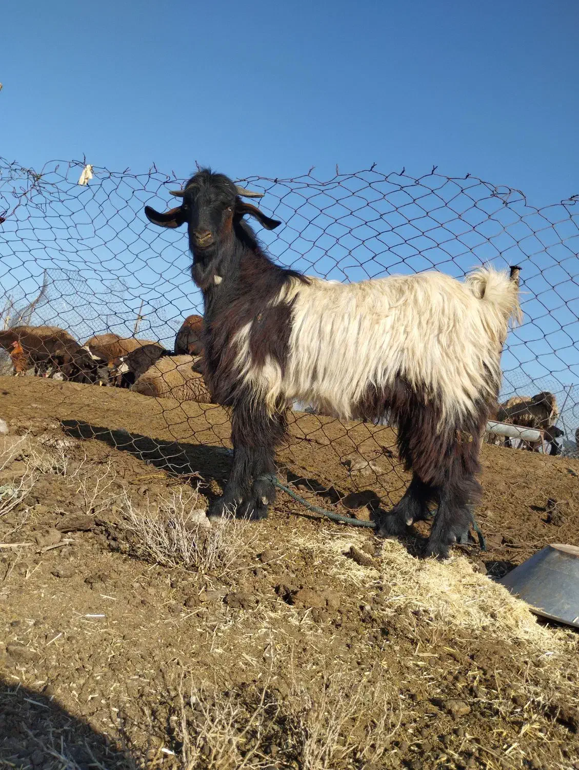 بیگ نر|حیوانات مزرعه|شوش, |دیوار