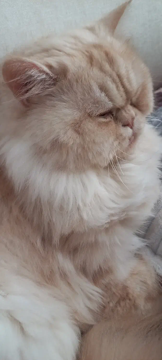 پرشین کت|گربه|آبادان, |دیوار