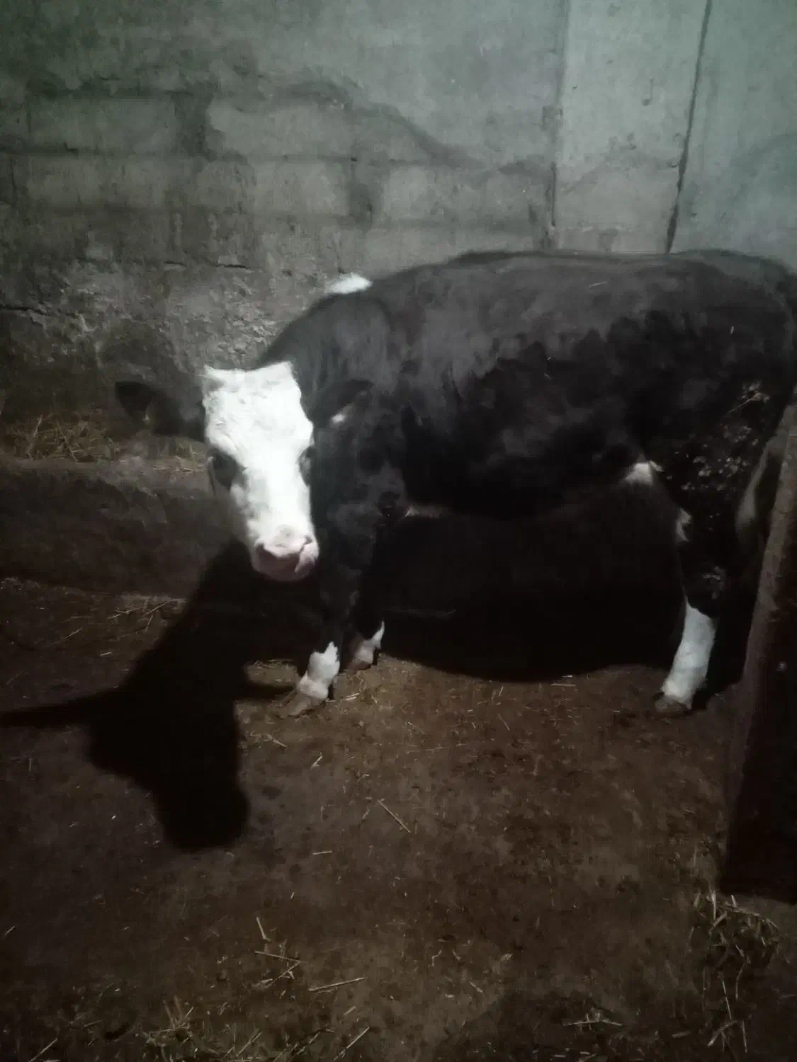 دانا‌ ماده‌ سیمینتال|حیوانات مزرعه|هیر, |دیوار