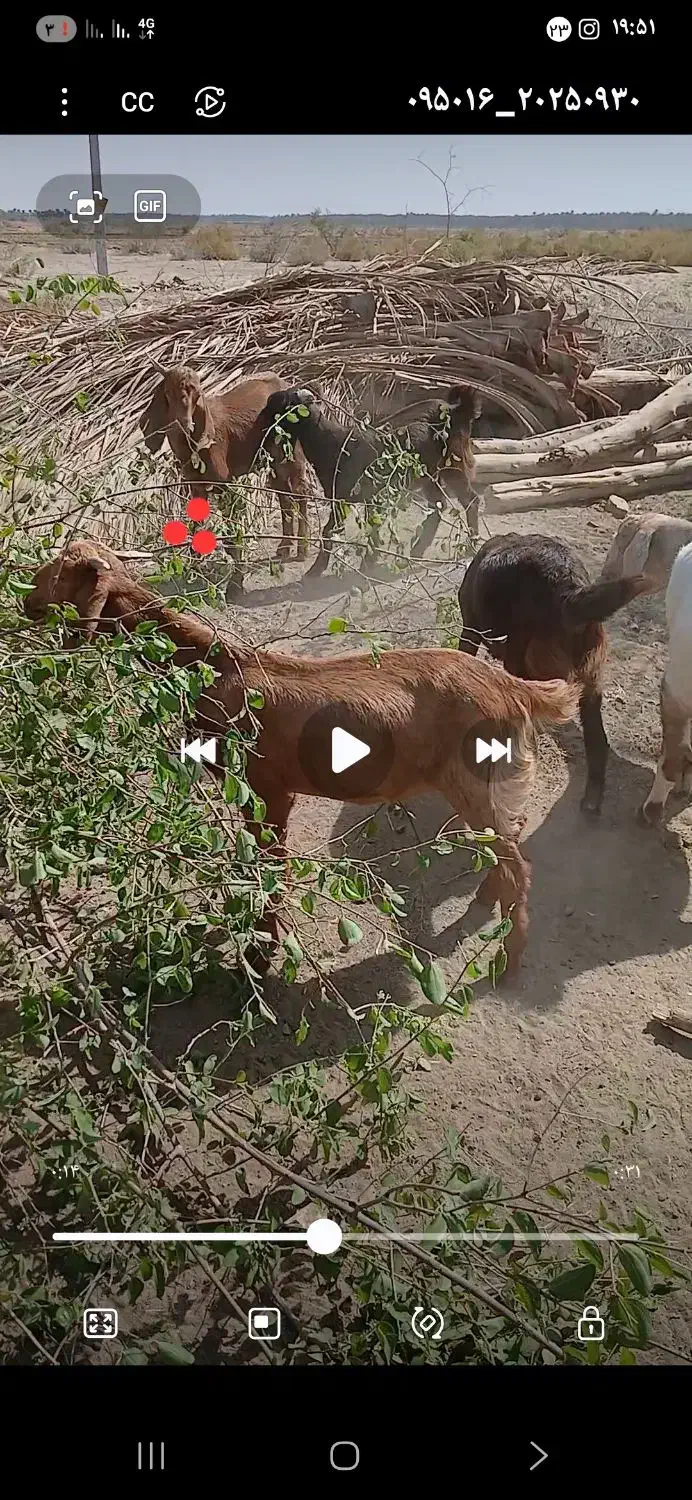 کهر‌ه‌فروشی۵‌عدد..‌۱۴‌کیلو‌گوشت‌دارن‌برداشتی‌خوبن|حیوانات مزرعه|بلوک, |دیوار