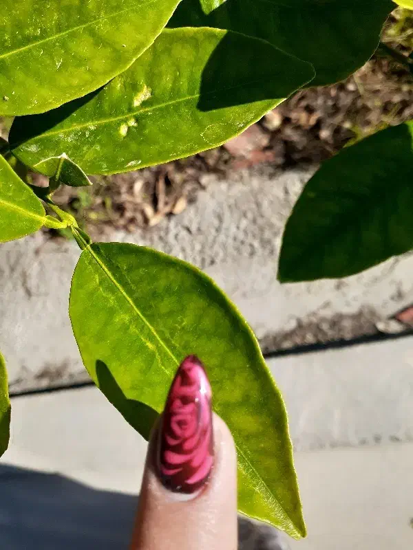 همکاری با سالن ارایشگری با مدرک|خدمات آرایشگری و زیبایی|گلوگاه, |دیوار