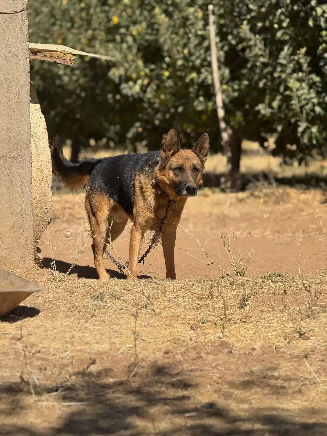 سگ نژاد ژرمن|سگ|سقز, |دیوار