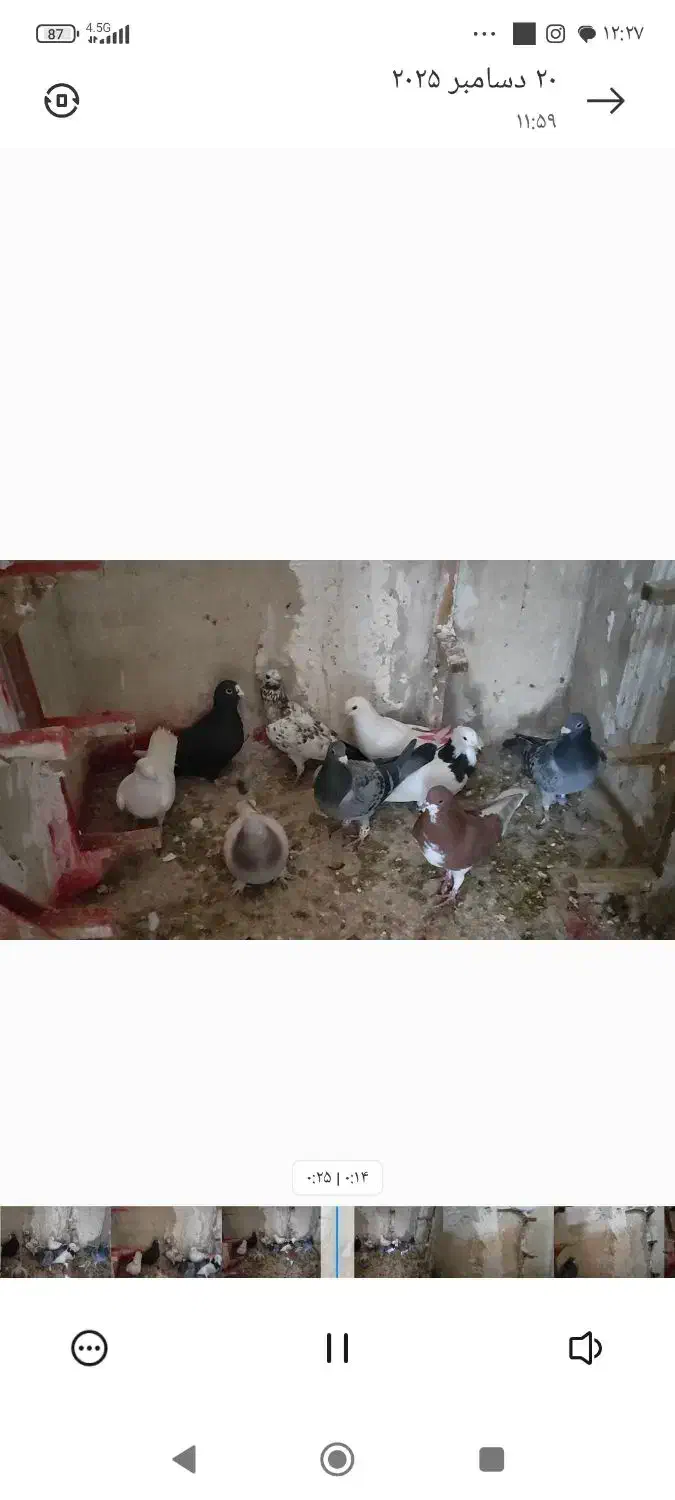 کفتر|پرنده|شیراز, جرسقان|دیوار