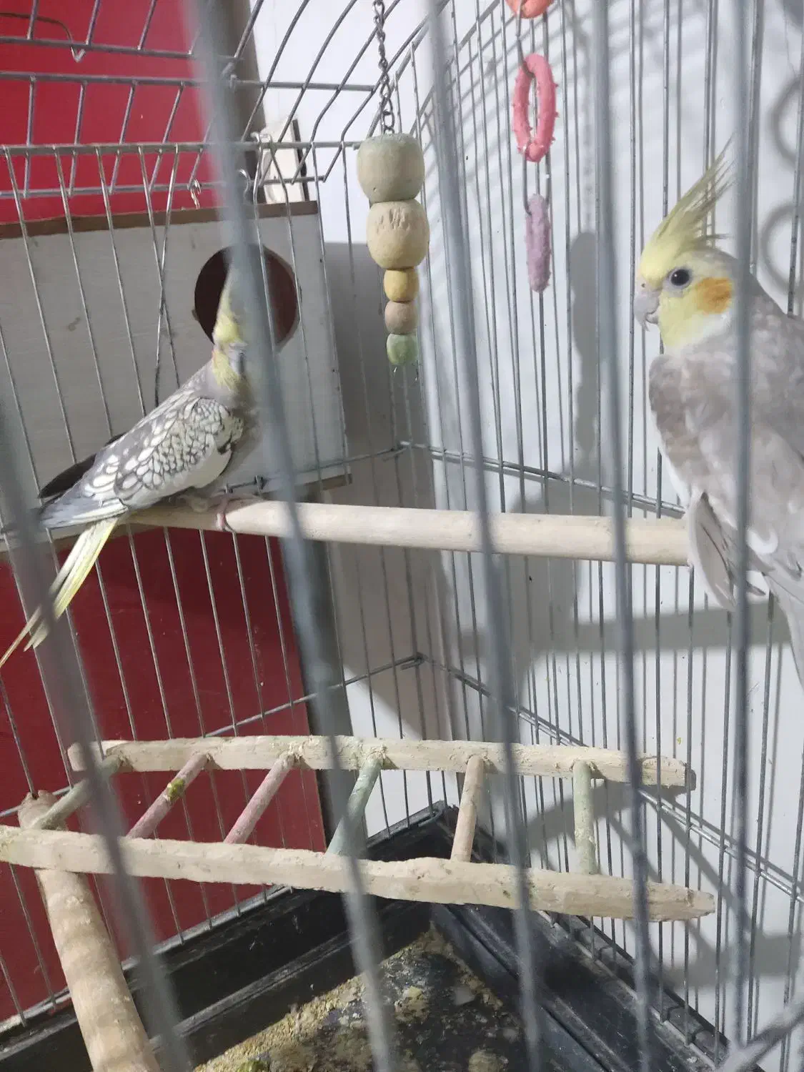 جفت مولد عروس هلندی به همراه دو جوجه خودشون|پرنده|تهران, مسعودیه|دیوار