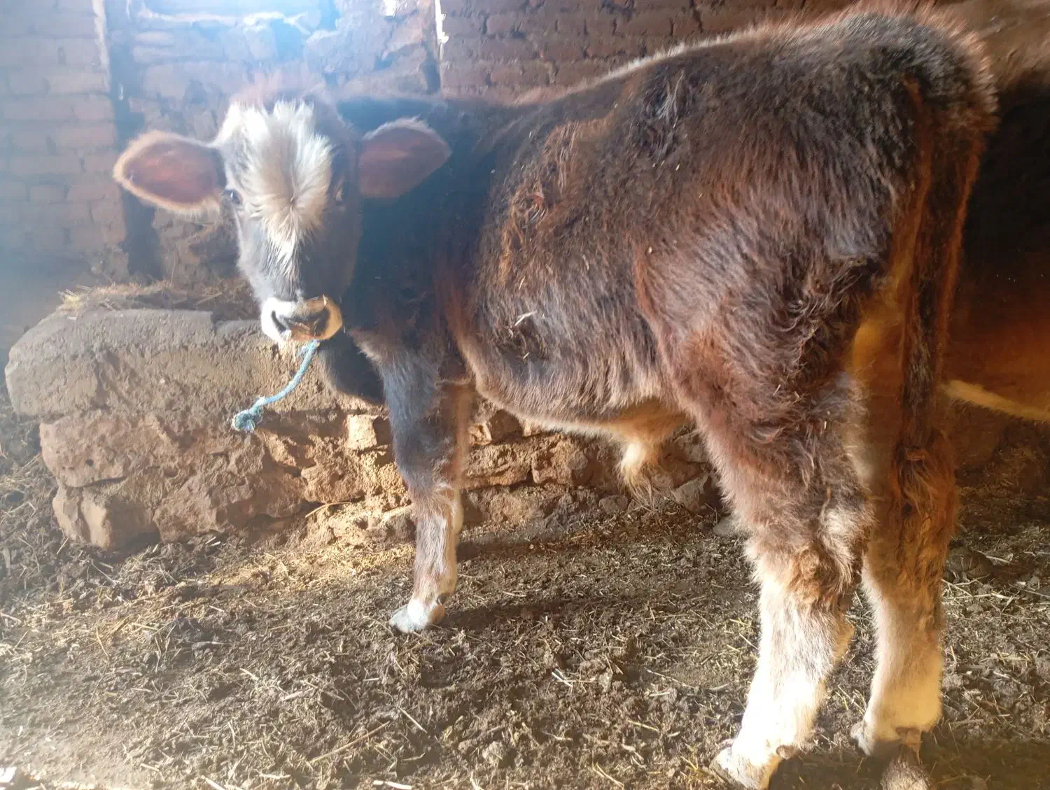 کشاورزی|حیوانات مزرعه|محمدبار, |دیوار