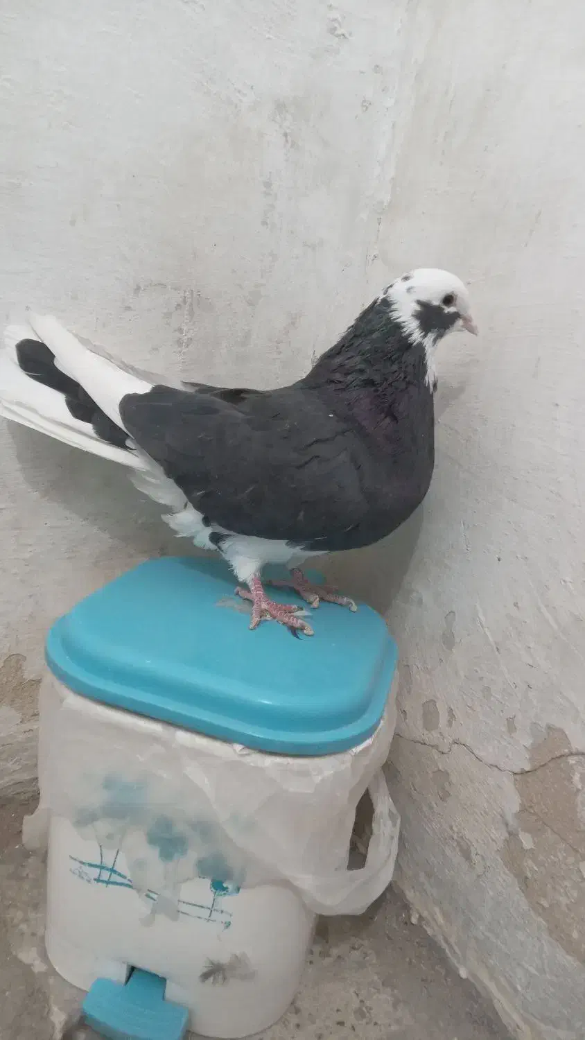 کبوتر|پرنده|شاهرود, |دیوار