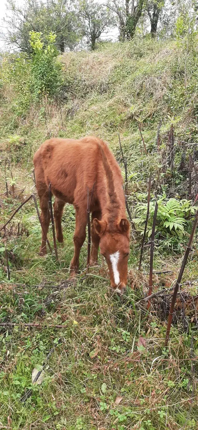 معاوضه هم انجام میدم با گوسفند چیزی ک به کارم بیاد|حیوانات مزرعه|نشتارود, |دیوار